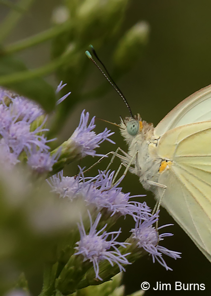 Touches of Turquoise, Texas